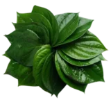 Groceteria Fresh - Betel Leaves(5 Pieces)
