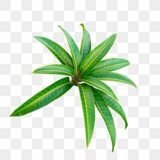 Groceteria Fresh - Mango Leaves(5 Pieces)