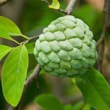 Groceteria Fresh - Custered Apple